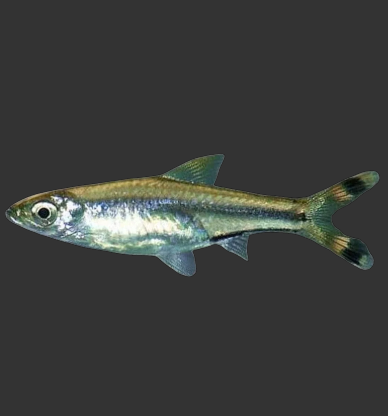 Scissortail Rasbora (Rasbora trilineata)