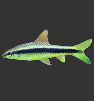 Siamese Algae Eater