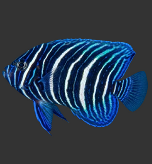 Sixbar Angelfish