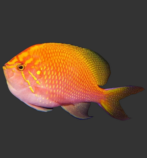 Sunburst Anthias