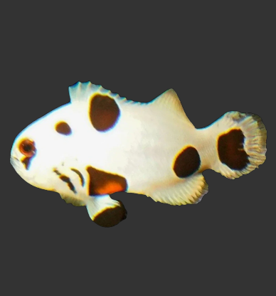 Super Storm Clownfish
