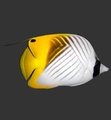 Threadfin Butterflyfish