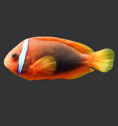 Tomato Clownfish