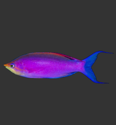 Tuka (Purple Queen) Anthias
