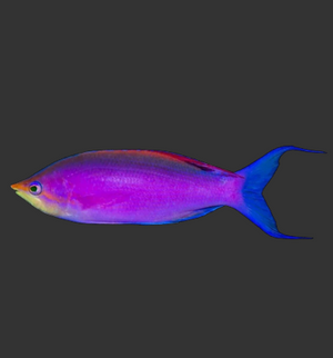Tuka (Purple Queen) Anthias