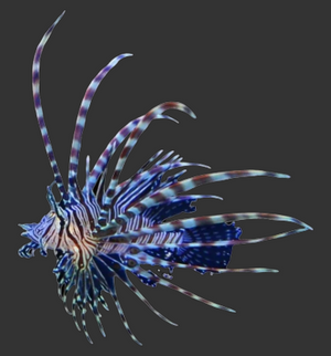 Volitan Lionfish