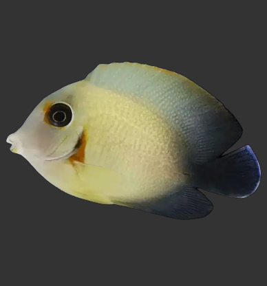 Vrolik’s Angelfish