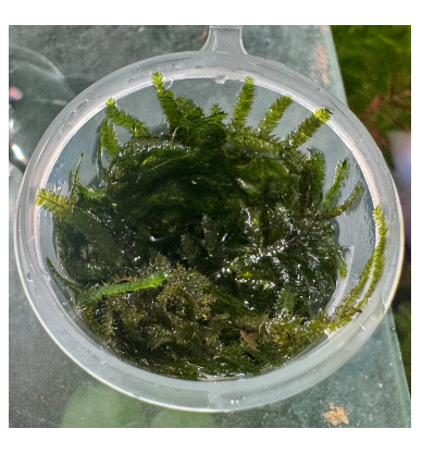 Moss Tub - Peacock Moss - 30ml