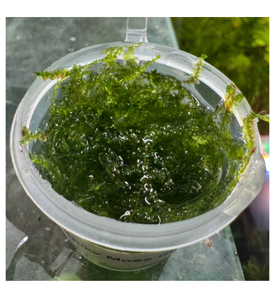 Moss Tub - Spiky Moss - 30ml