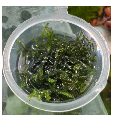 Moss Tub - Taiwan Moss - 30ml