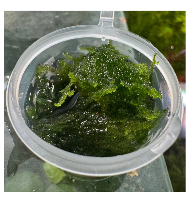 Moss Tub - Mini Christmas Moss - 30ml