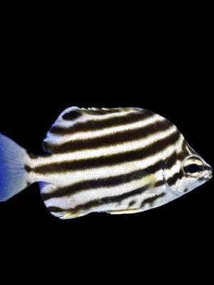 Australian Stripey