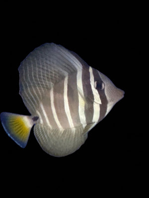 Sailfin Tang