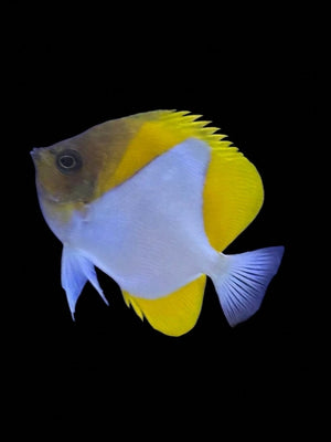 Pyramid Butterflyfish