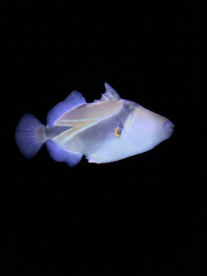 Rectangular Triggerfish