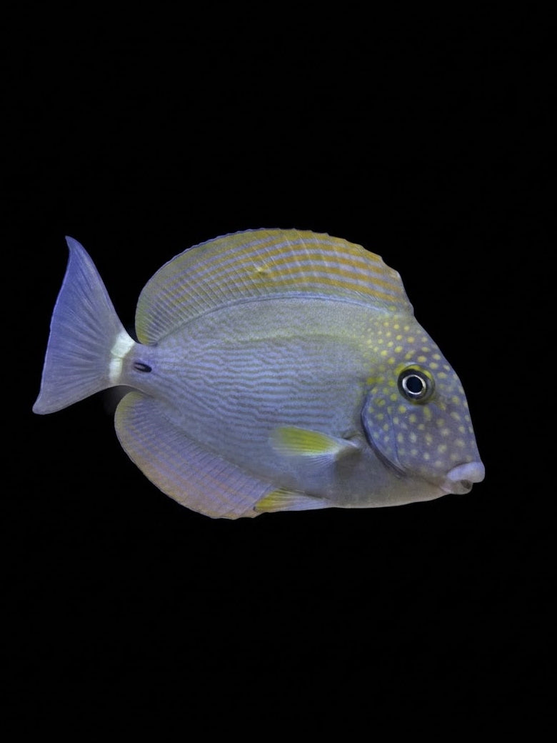 White Freckle Tang