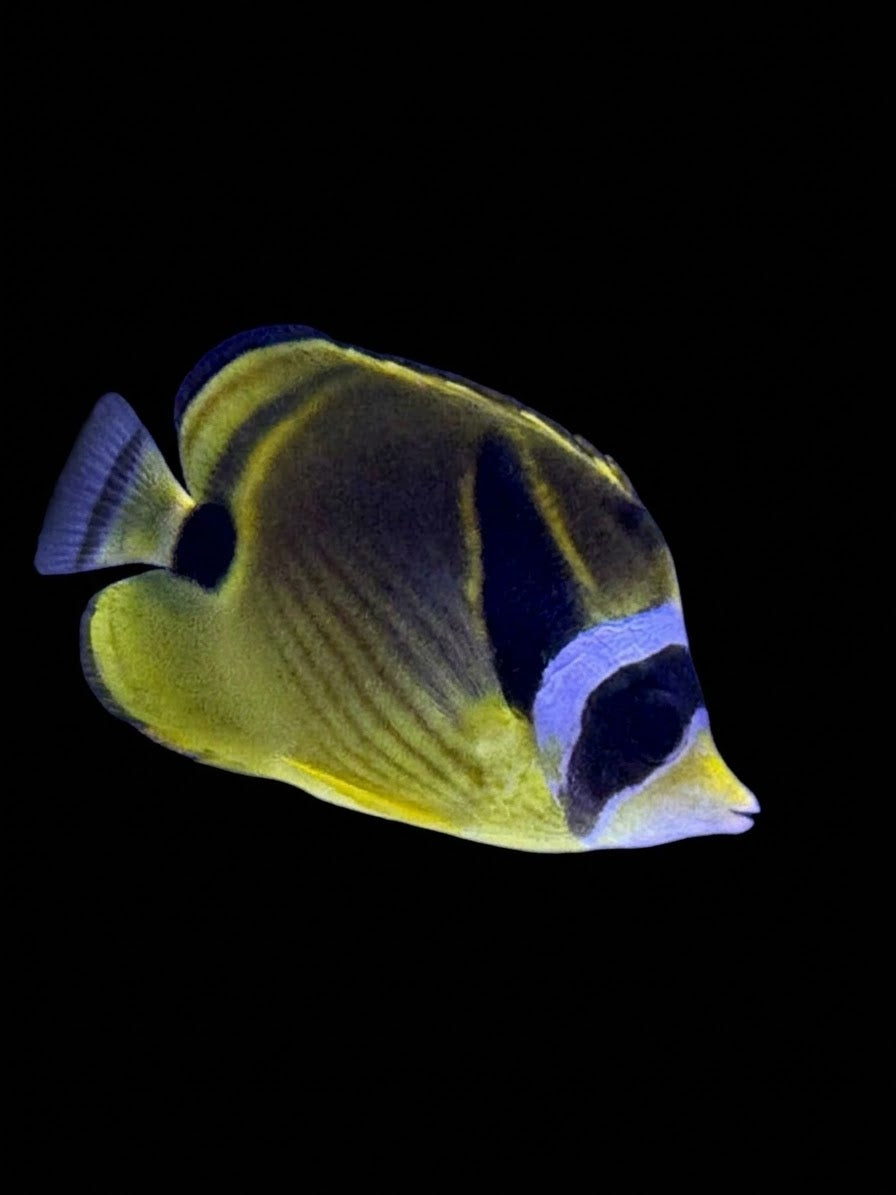 Raccoon Butterflyfish