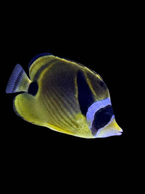 Raccoon Butterflyfish