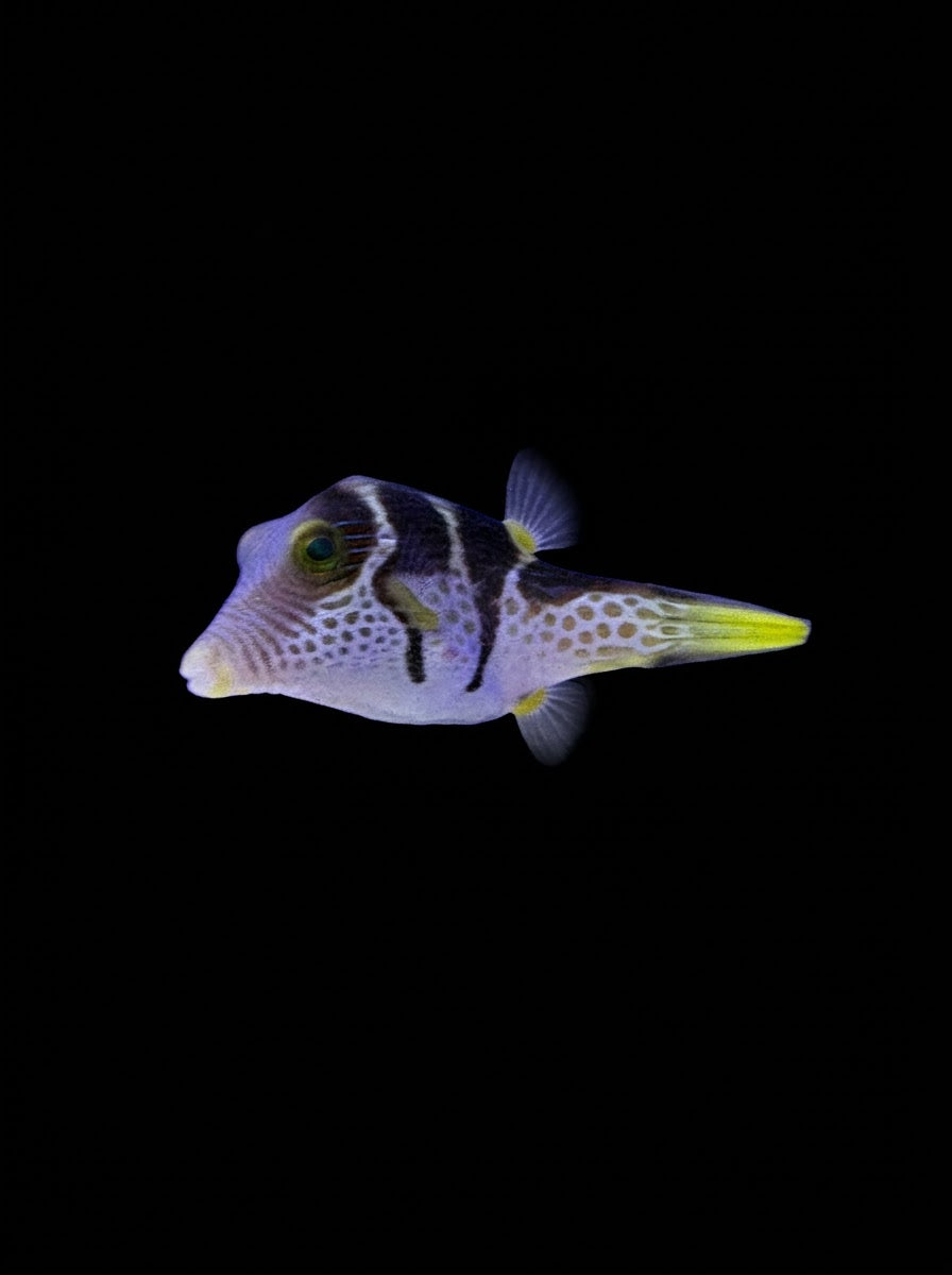 Valentini Puffer