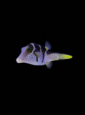 Valentini Puffer