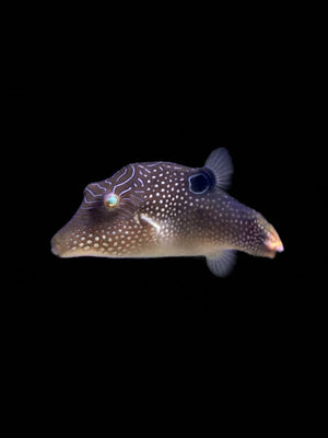 Blue Spotted Puffer
