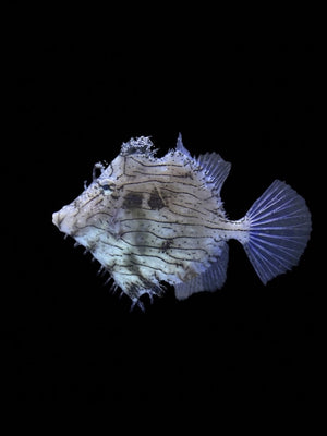 Tassled Filefish (Leather Jacket)