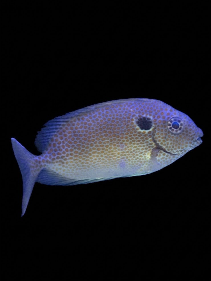 Gold Spot Rabbitfish