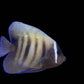 Sixbar Angelfish