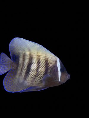 Sixbar Angelfish