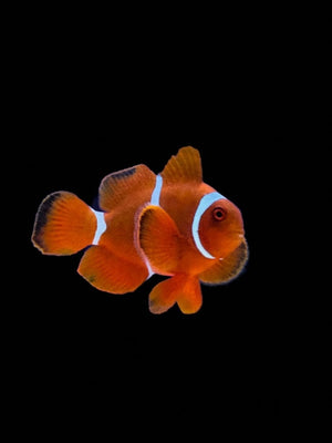 Maroon Clownfish