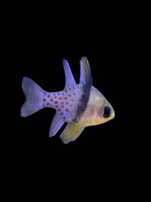 Pyjama Cardinalfish