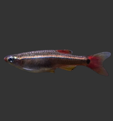 White Cloud Mountain Minnow (Tanichthys albonubes)