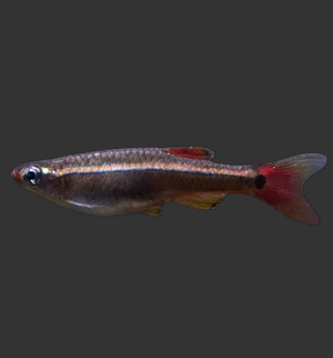 White Cloud Mountain Minnow (Tanichthys albonubes)