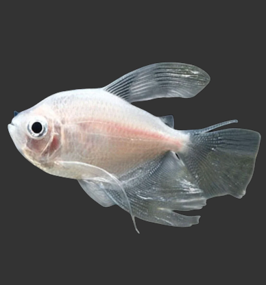 White Widow Tetra (Gymnocorymbus ternetzi var.)