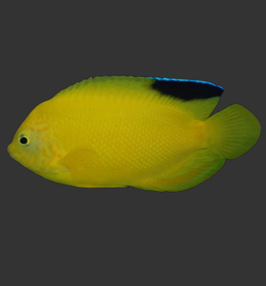 Woodhead's (Blackfin) Angelfish