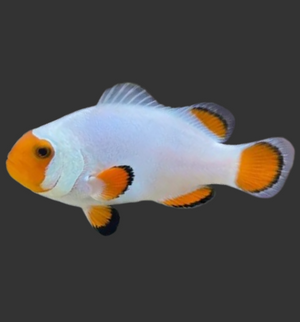 Wyoming White Clownfish
