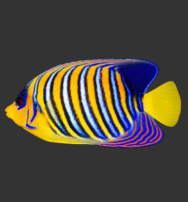 Pacific Regal Angelfish