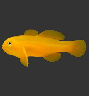 Yellow Coral Goby