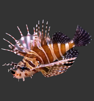 Zebra Dwarf Lionfish